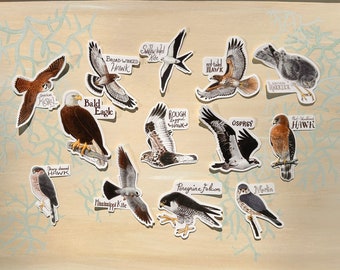 Set of 13 Eastern Birds of Prey Stickers Active