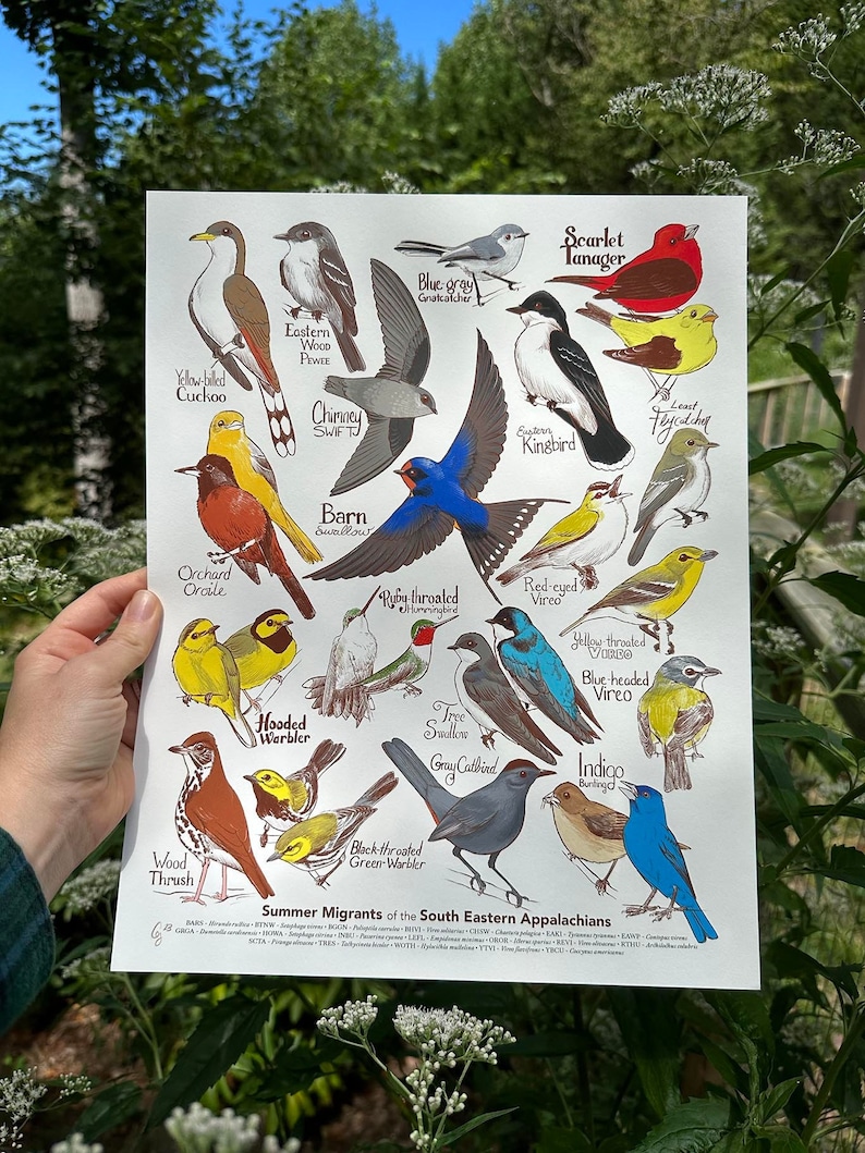 Summer Migrants of the Southern Appalachians - Poster - Etsy