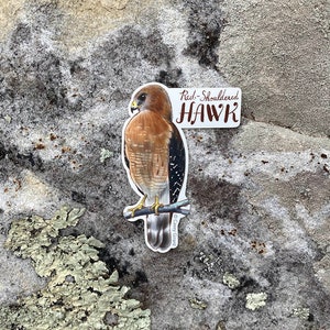 Buteos Individual Hawk Sticker image 4