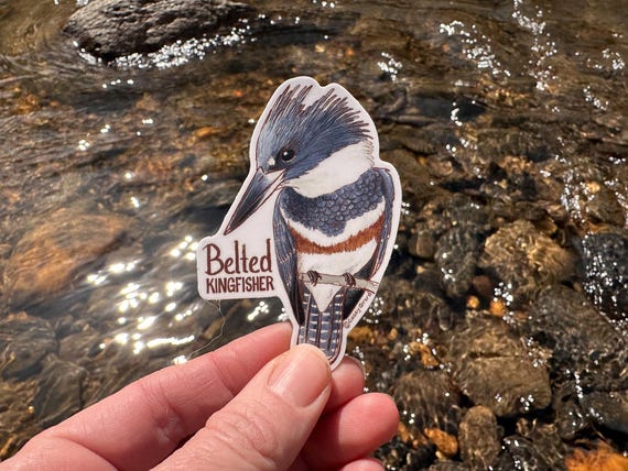 Individual Belted Kingfisher Sticker