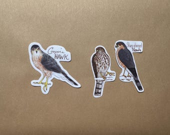 Cooper's Hawk and Sharp-shinned Hawk - Individual Sticker