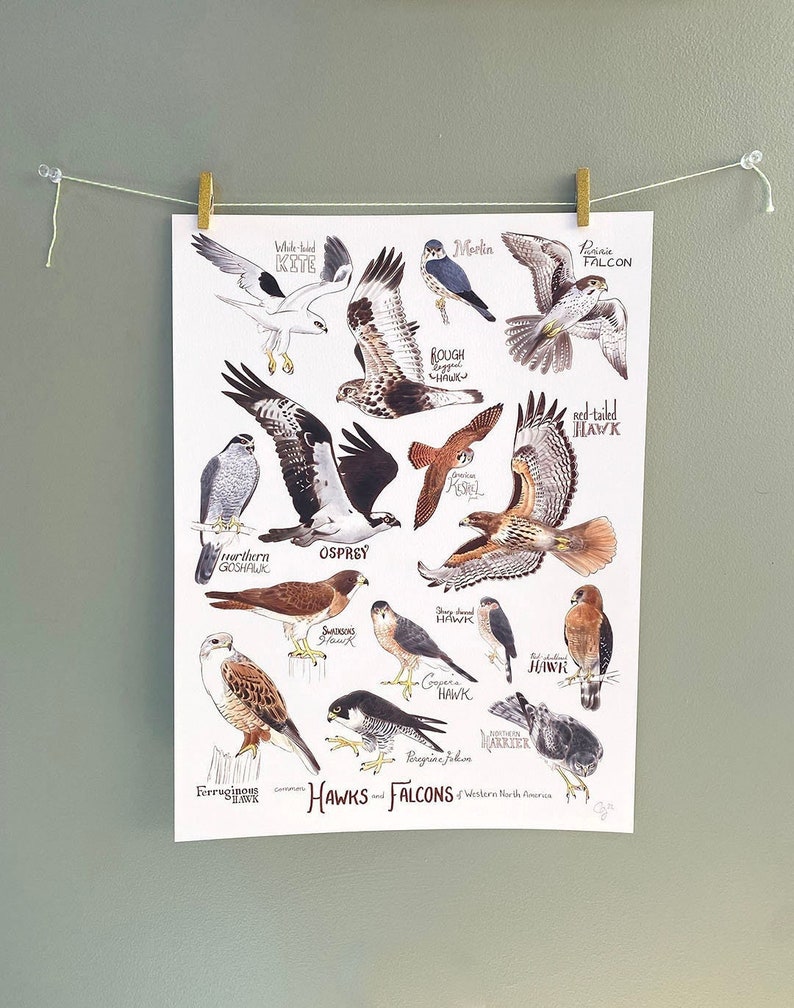 Hawks and Falcons of Western North America Fine Art Print | Etsy