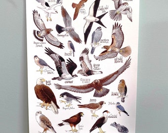 Hawks of North America Illustrations Animals Bird Art Print/Poster - Bed  Bath & Beyond - 34890403