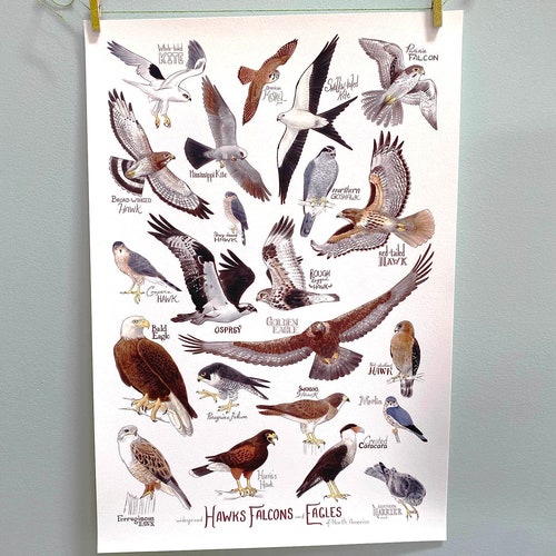 Hawks and Falcons of Western North America Fine Art Print - Etsy