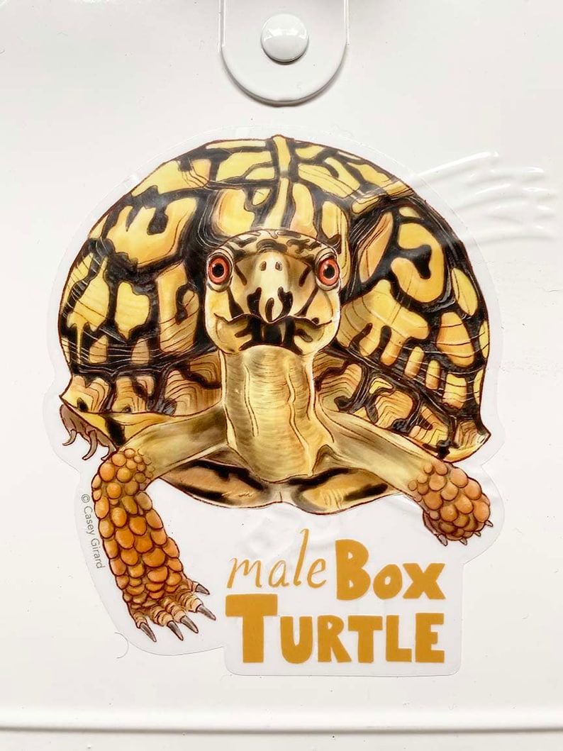 Male Box Turtle - Clear Vinyl Sticker - Etsy