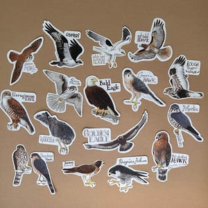 Set of 17 Western Birds of Prey Stickers : Hawks, Falcons, Kite, Harrier, and Eagles