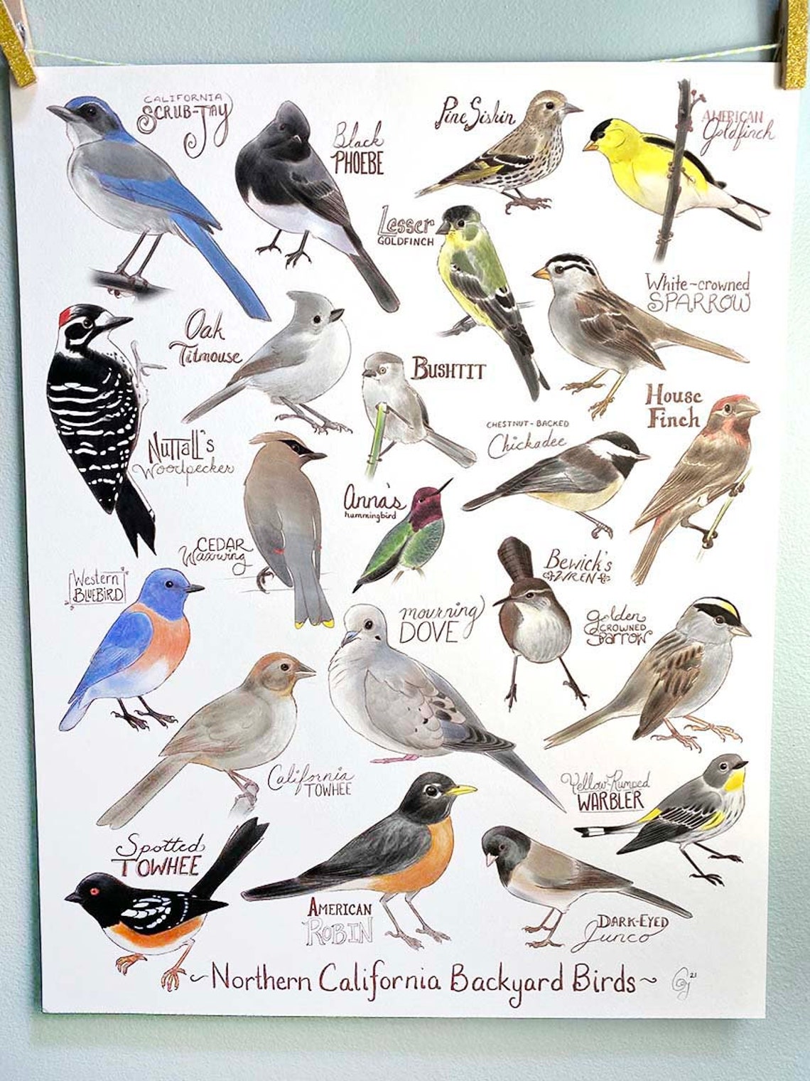Backyard Birds of Northern California - Etsy