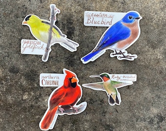 Set of 4 Favorite Eastern Backyard Bird Stickers