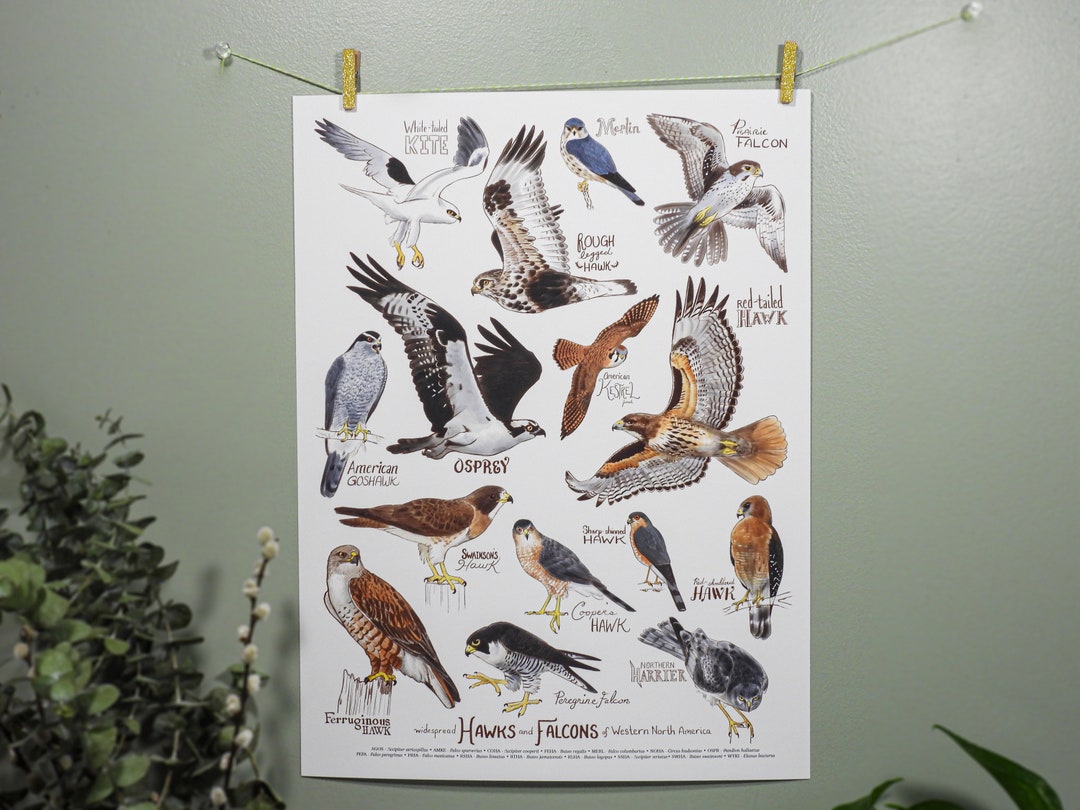 Hawks and Falcons of Western North America Fine Art Print 12 X 16 - Etsy