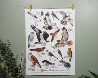 Hawks and Falcons of Western North America - Fine Art Print - 12 x 16