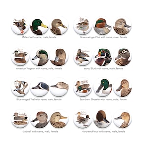 Dabbling Duck Magnets - Your Choice Mix and Match Sets