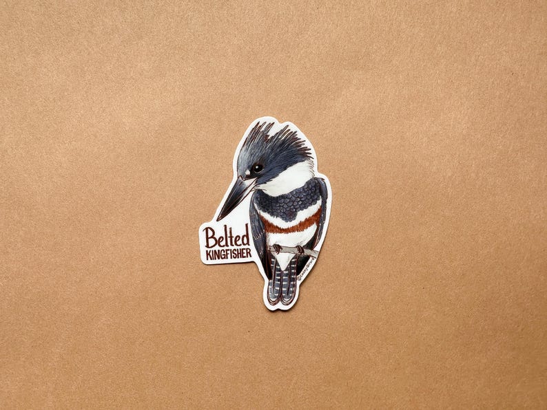Individual Belted Kingfisher Sticker image 2