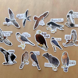 Set of 15 Eastern Birds of Prey Stickers : Hawks, Falcons, Kites, Harrier, and Eagle
