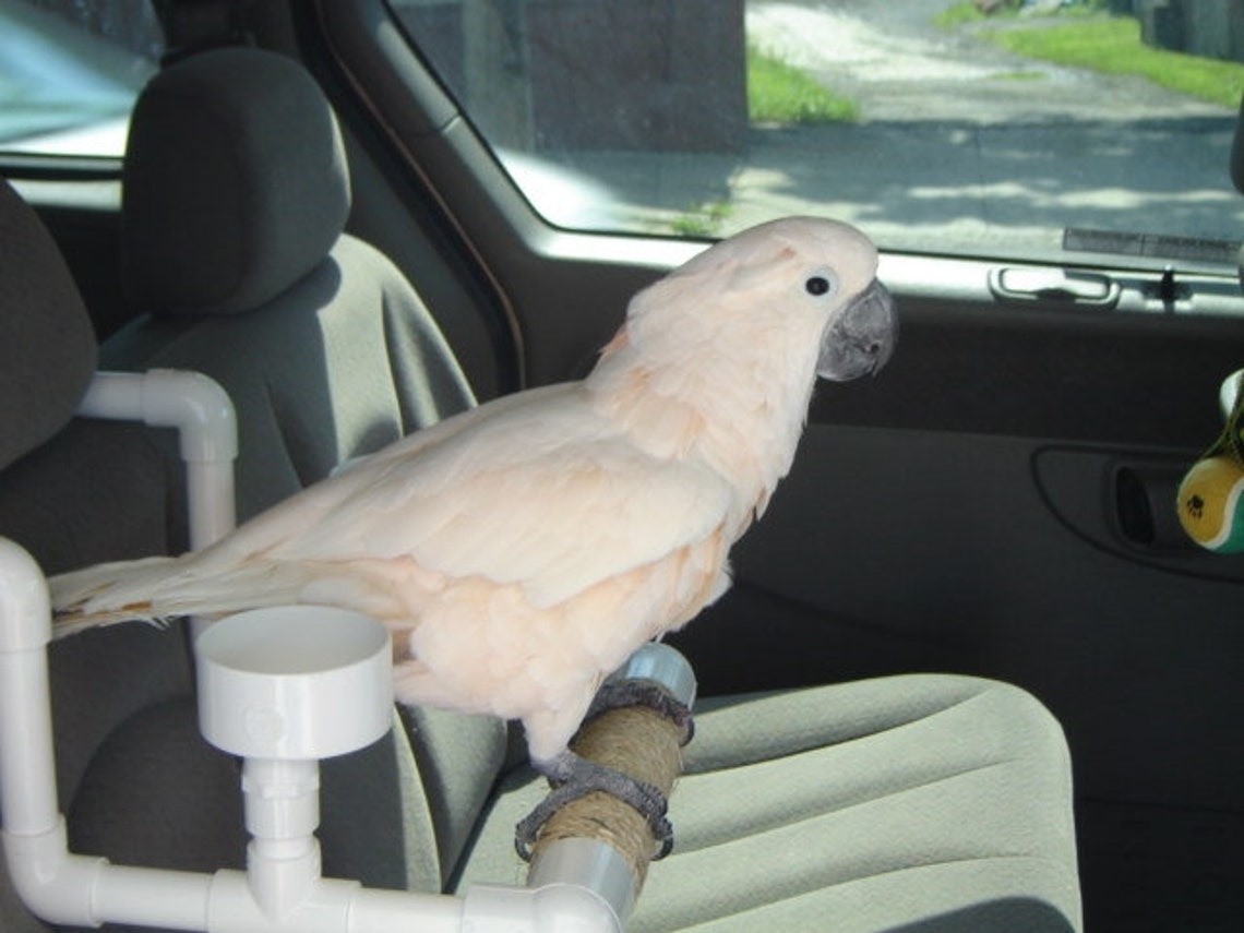 PVC Bird Car Seat Parrot Car Perch Food Bowls Sisal Etsy