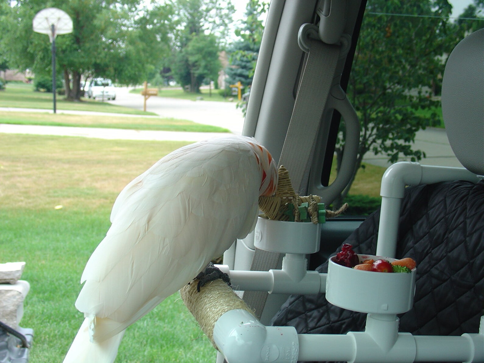 PVC Car Perch Bird Seat Parrot Perch Stand Gym Travel Etsy