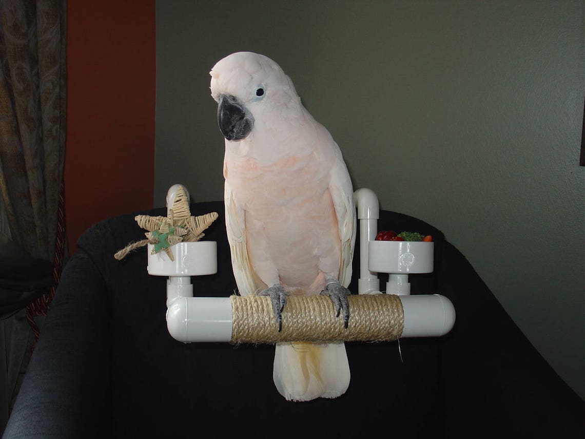 PVC Bird Car Seat Parrot Car Perch Food Bowls Sisal Etsy