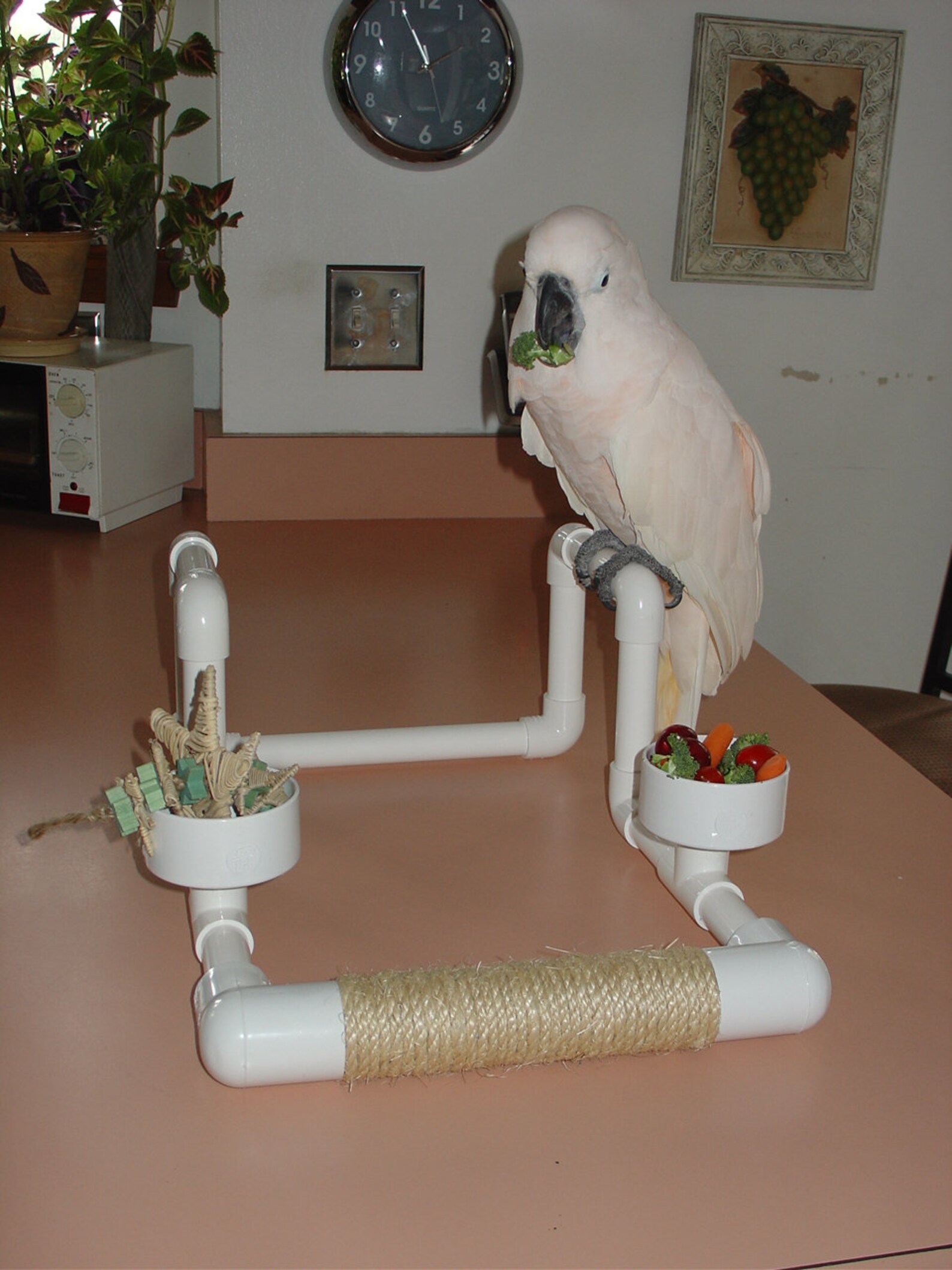 PVC Car Perch Bird Seat Parrot Perch Stand Gym Travel Etsy