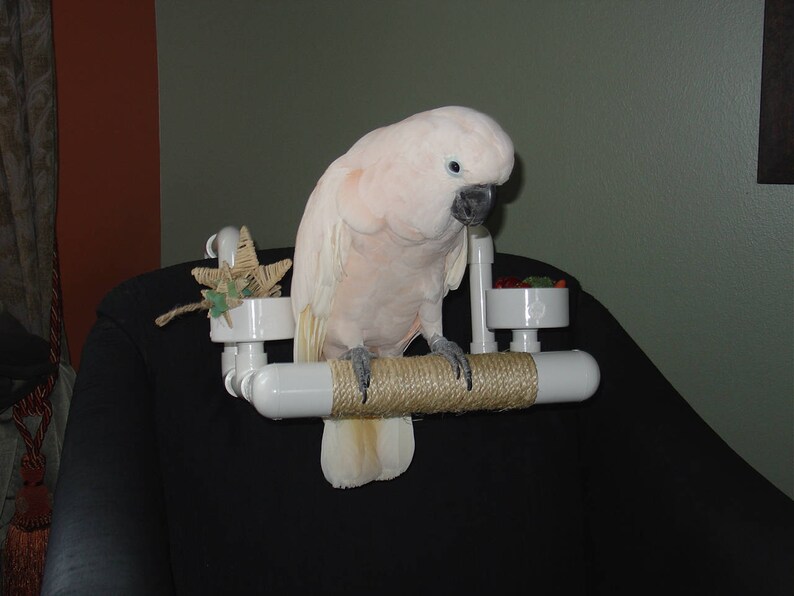 Parrot Car Perch PVC Car Seat Bowl Bird Perch Car Perch Etsy