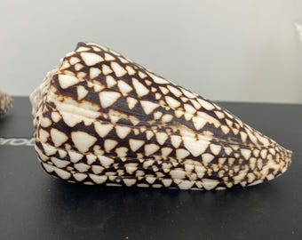 Large Marble cone shell collection (125-135mm), Snake Patterned cone shell, Cone shell collection, specimen shell, Collective shell