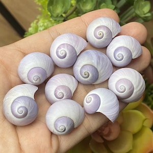 Set 10 Purple shells (20-25mm) beach wedding decor, Purple shell coastal home decor, Sea shell decoration, Sea shell supply, small shells