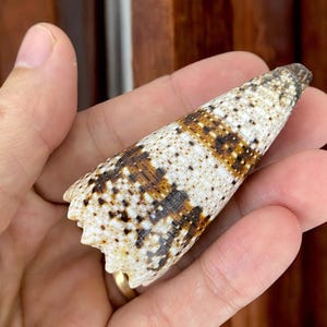 Imperial Cone shell(60-70mm), Conus Imperialis , Patterned Cone Seashell Collection, Collective shell, Conus shell, Striped shell collection