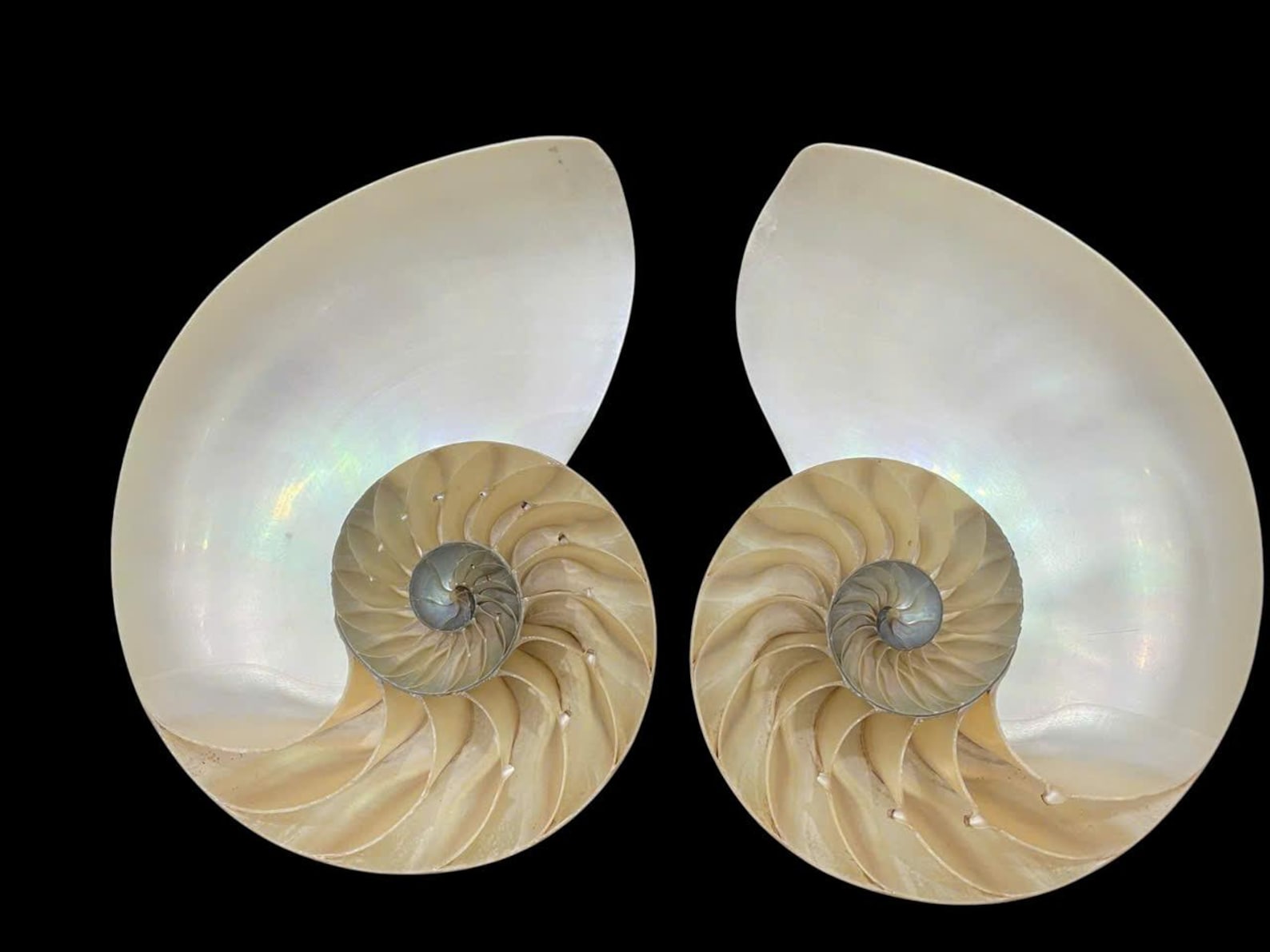 Sliced Nautilus Shell (160-180mm), Tiger Seashell Art Home Decor ...