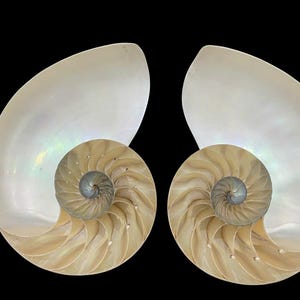 May include: Two nautilus shells with a pearly white exterior and a spiral interior with a golden brown color.