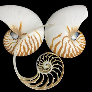 Nautilus Shell Slices: Ocean Spiral Art - Natural Sea Treasure (15-17cm)
