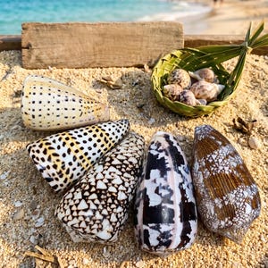 May include: An assortment of seashells in various patterns and colors, including speckled, striped, and patterned designs. Some shells are arranged on sand, with a woven basket filled with smaller shells. The background shows a beach and ocean.