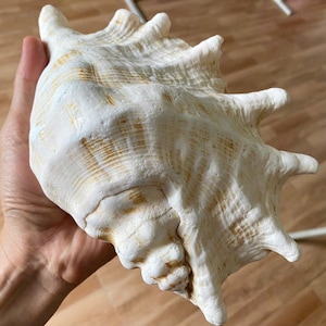 Grande tesoro di conchiglie: decorazione costiera naturale (22 cm)