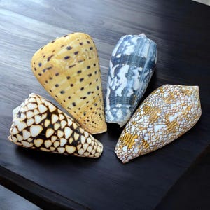 May include: Four seashells with different patterns and colours. The shells are cone-shaped and have a smooth, glossy finish. The shells are arranged in a circle on a dark wooden surface.