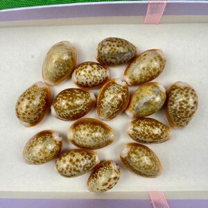 以下が含まれることがあります： 茶色と白の斑点模様の小さな楕円形の貝殻14個のセット。貝殻は箱の中に並べられています。