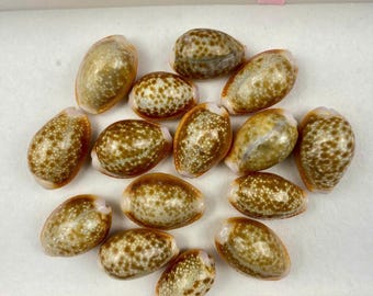 10 Rare Honey Cowrie Shells (15-20mm): Coastal Wedding Decor