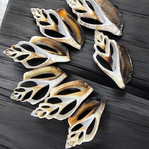 Center cut shell slices beach wedding decor, Sliced shell decor, Coastal home decor, Seashell supplies, Craft shell