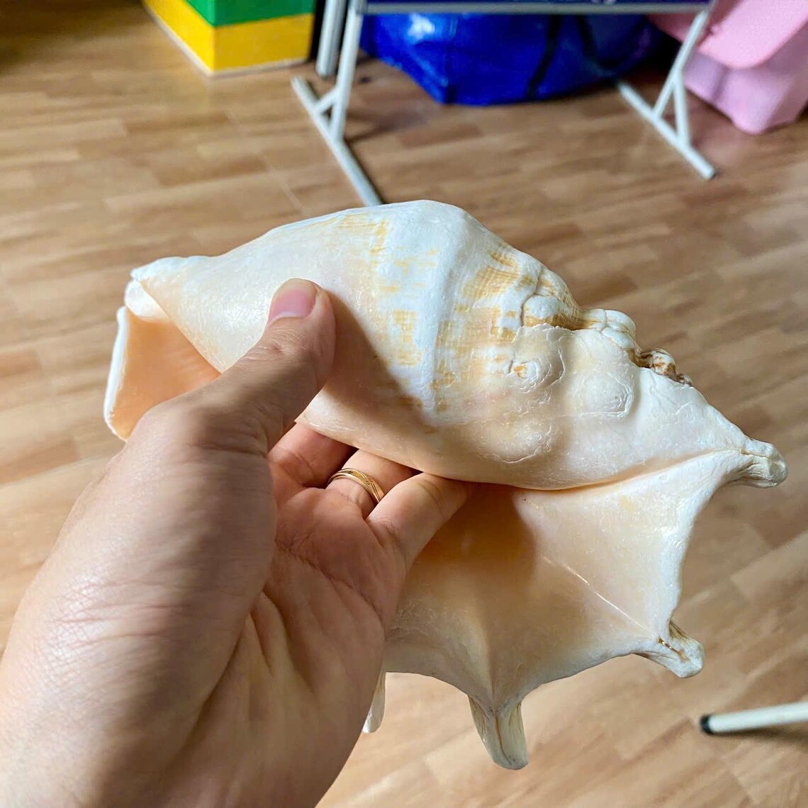 Large Sea Shell Treasure: Natural Coastal Decor (22cm) - Etsy