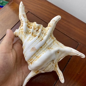 Grande conchiglia oceanica: decorazione per la casa in stile costiero (22 cm x 16 cm, 320 grammi)