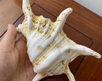 巨大タカラガイ：珍しい大西洋産の貝殻、ナチュラルな室内装飾 - Etsy 日本