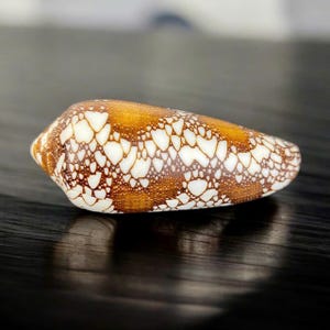 Aureus cone shell collection (3inch), Exotic Patterned Aureus Cone shell, Collectible Conus aureus, Seashell Collection, Collective shell