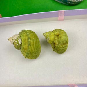 Set 2 Green Shells Beach Wedding Decor (35 - 45mm), Green Shells decor, Coastal Home decor, Green seashell, Natural seashell supply
