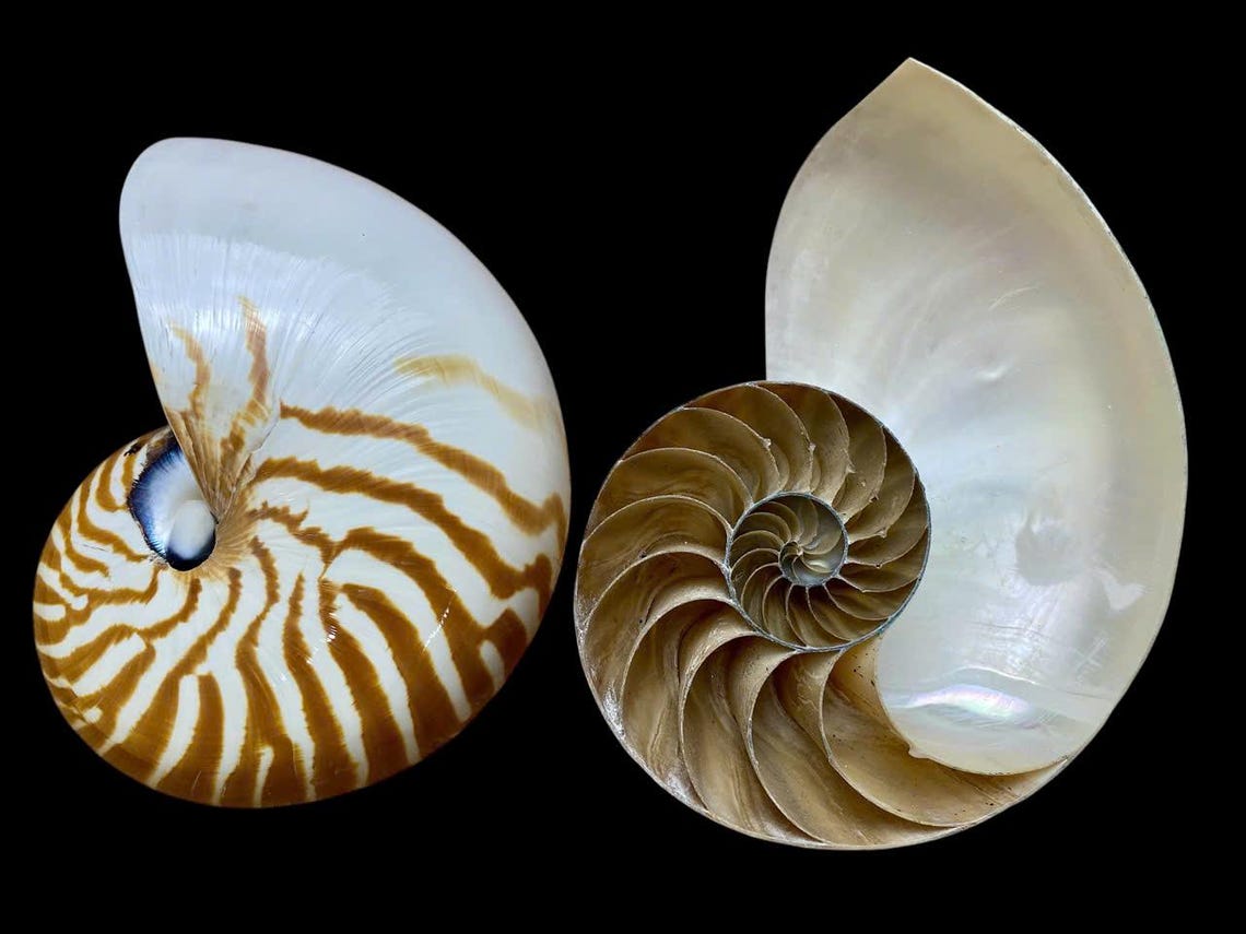 Sliced Nautilus Shell: Fibonacci Spiral Display, Beach Decor (160-180mm ...