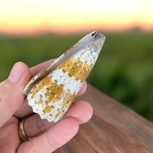 Rare Imperial Cone shell (68mm),  Conus Imperialis shell, Rare Patterned Seashell Collection, Seashell Home Coastal Decor, Specimen shell