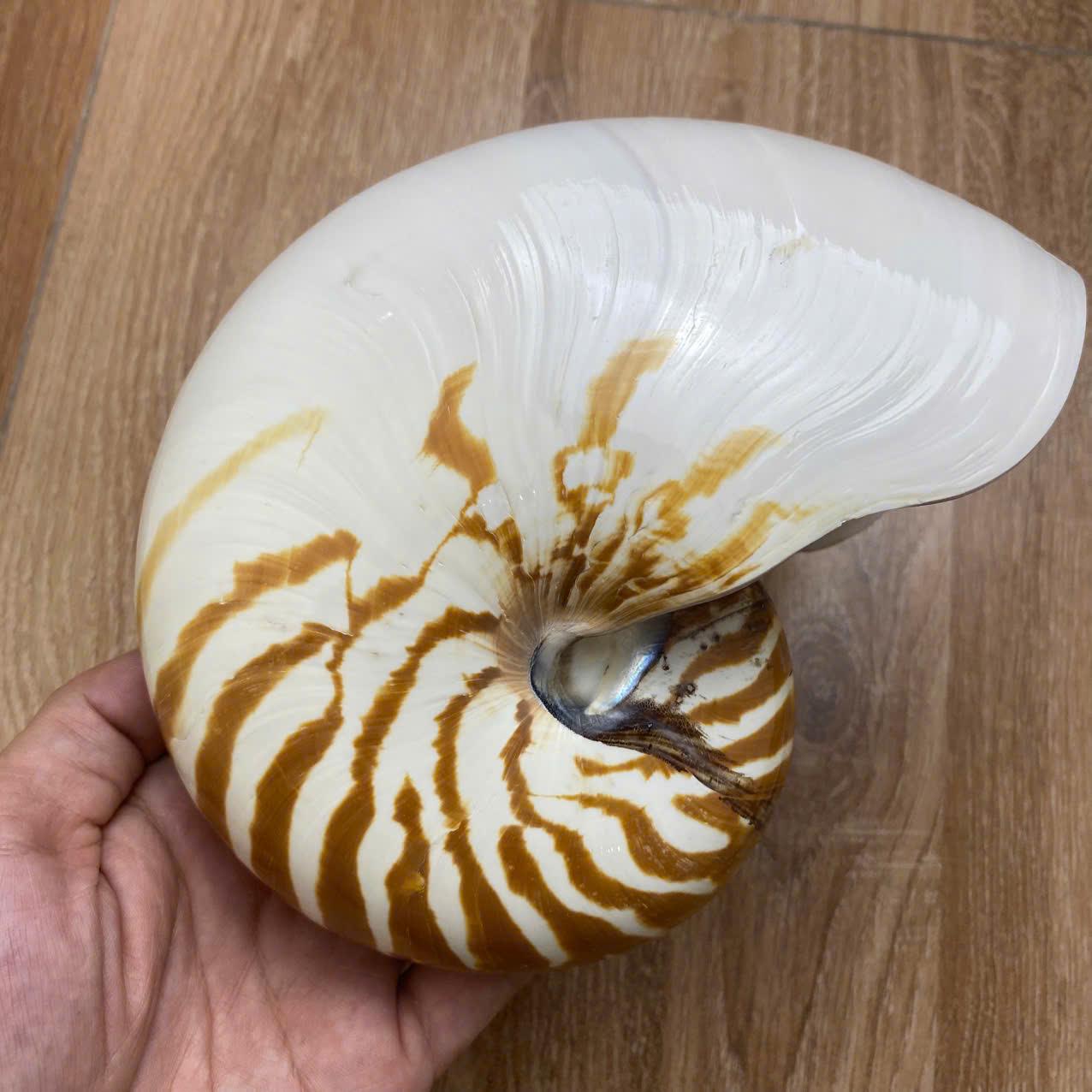 Sliced Nautilus Shell (160-180mm), Tiger Seashell Art Home Decor ...