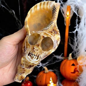 Hand-Carved Trumpet Triton Shell Skull: Eerie Ocean Decor