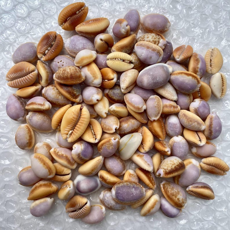 20 Small Pink Cowrie Shells: Coastal Wedding Decor (20mm) - Etsy