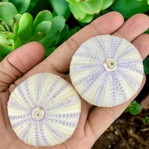 Set of 2 Purple Sea Urchins (40-60mm), Purple urchins beach wedding decor, sea urchins coastal home decor, Nautical decor, ocean decor