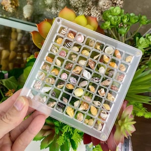 Puede incluir: Una bandeja de plástico transparente con una cuadrícula de cuadrados pequeños, cada uno de los cuales contiene una concha diferente. Las conchas son de varios colores, incluyendo blanco, marrón, rosa y naranja.