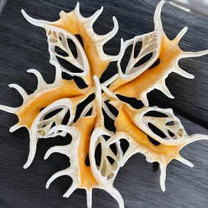 Puede incluir: Un grupo de seis conchas marinas con intrincados patrones, cada una con un diseño delicado y de encaje. Las conchas son de color naranja pálido y tienen una textura natural y orgánica.
