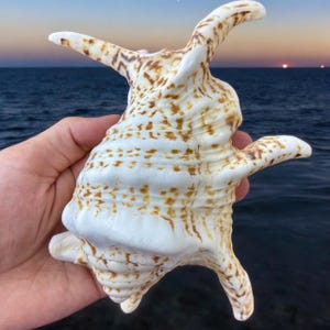 Grande tesoro di conchiglie marine: conchiglia naturale dell&#39;oceano, decorazione costiera (180 mm)