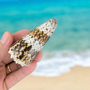 Imperial Cone shell, Rare Conus Imperialis (68mm), Rare Patterned Seashell Collection, Seashell Home Coastal Decor, Collective shell
