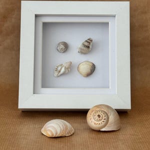 May include: A white frame with a white mount and a glass front displays five seashells. The seashells are arranged in a grid pattern. The frame is sitting on a brown surface.